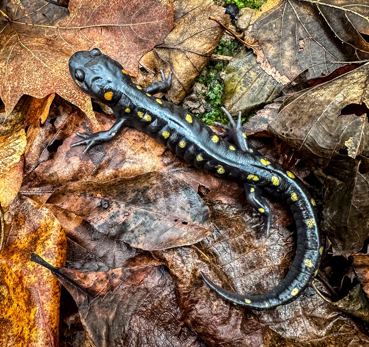 Ambystoma maculatum