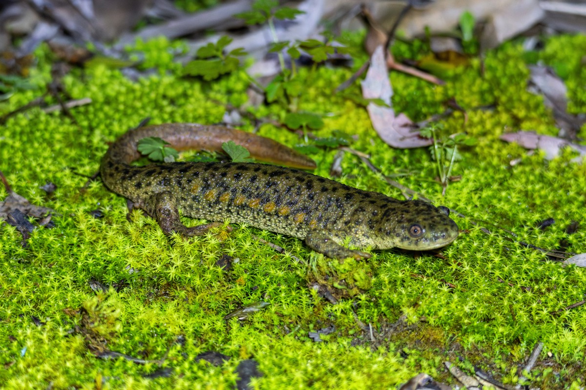 Pleurodeles waltl