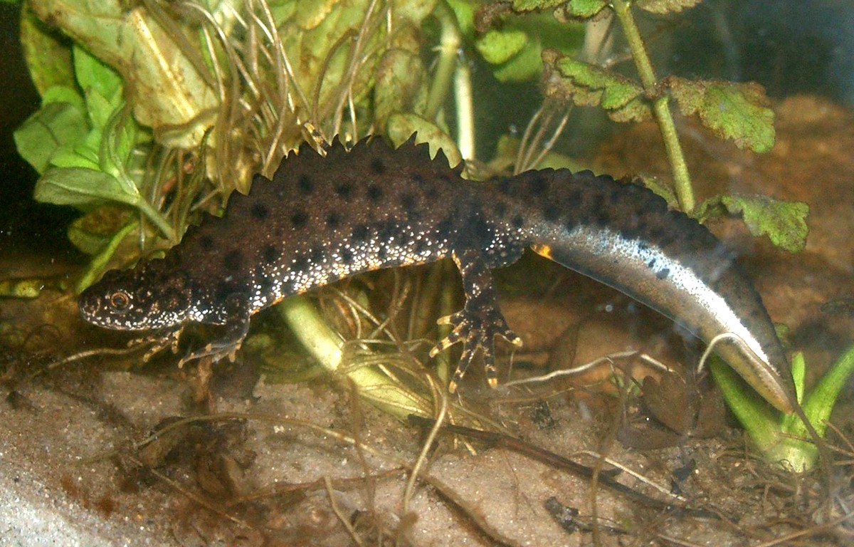 Triturus cristatus