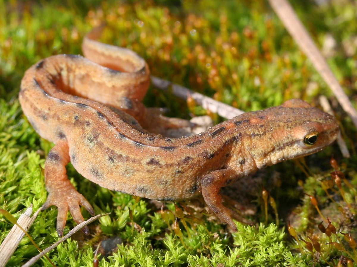 Lissotriton vulgaris
