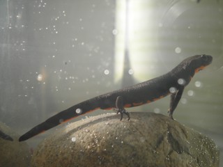 Hypselotriton orientalis