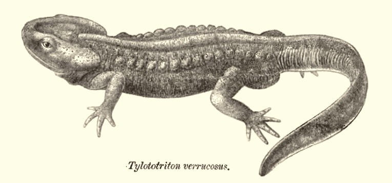 Tylototriton verrucosus