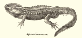 Tylototriton verrucosus