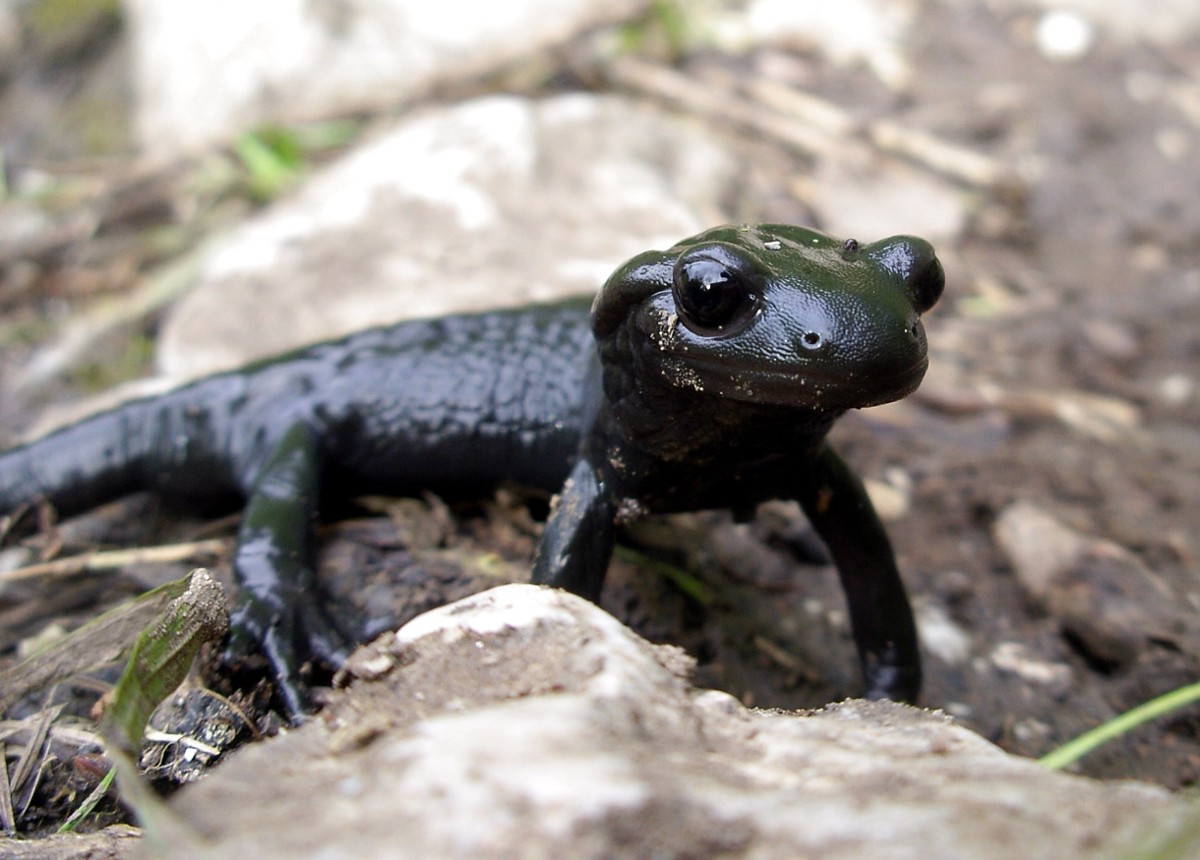 Salamandra atra