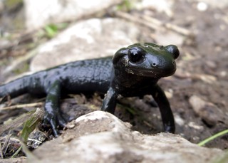 Salamandra atra