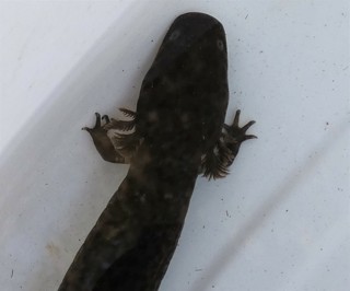 Siren lacertina