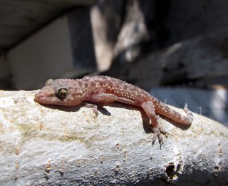 Hemidactylus turcicus