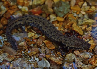 Necturus maculosus