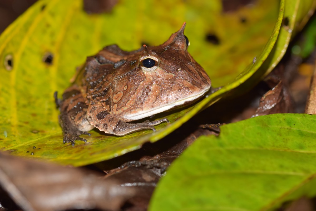 Ceratophrys cranwelli