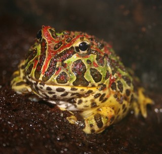 Ceratophrys ornata