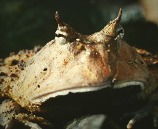 Ceratophrys cornuta