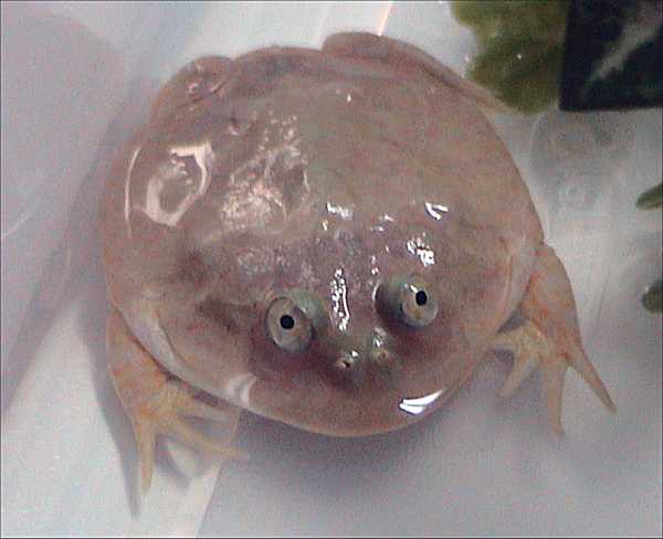 Lepidobatrachus laevis