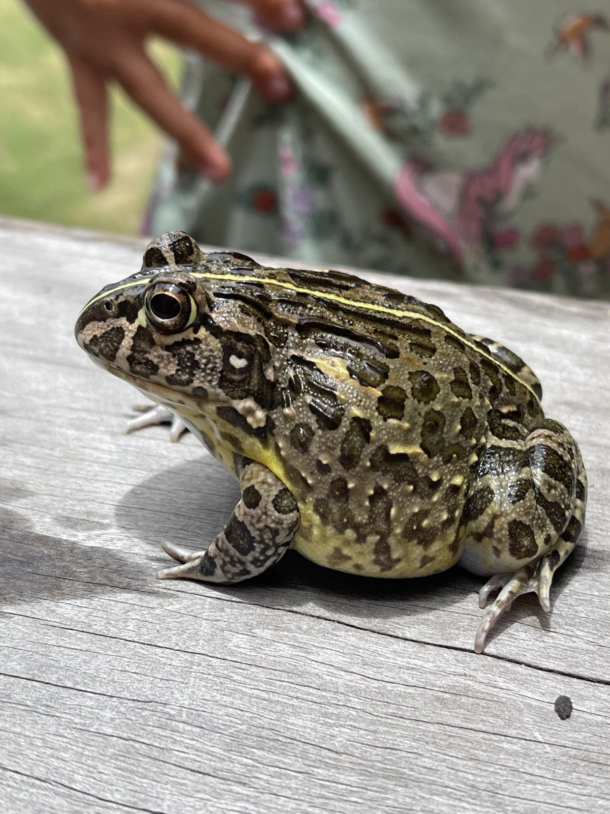 Pyxicephalus edulis