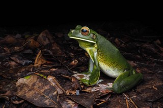 Sandyrana infrafrenata