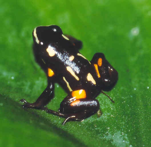Adelphobates castaneoticus