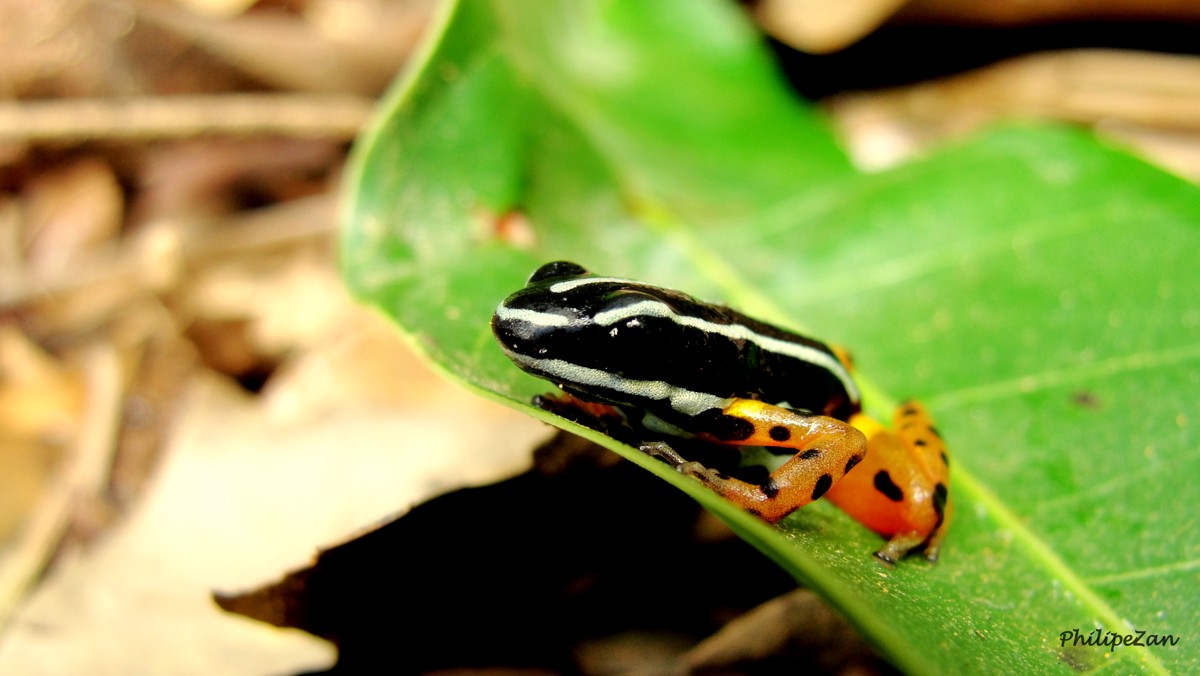 Adelphobates quinquevittatus