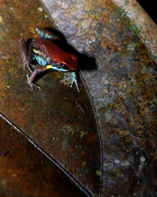Ameerega bilinguis