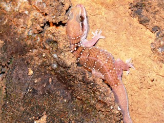 Hemidactylus triedrus