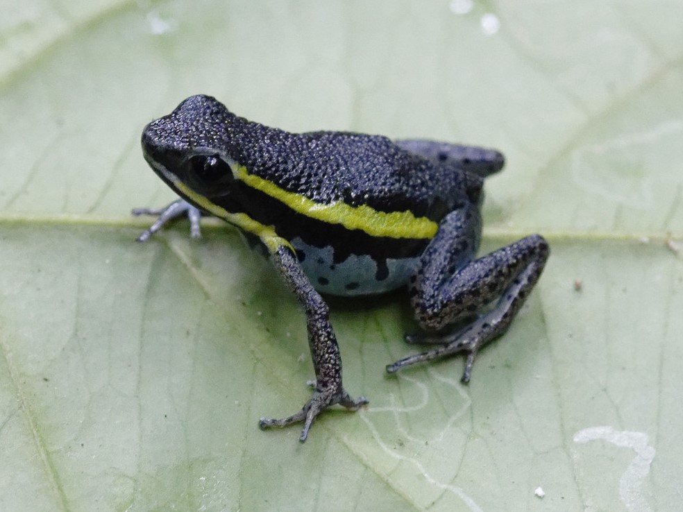 Ameerega pongoensis