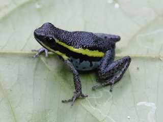 Ameerega pongoensis