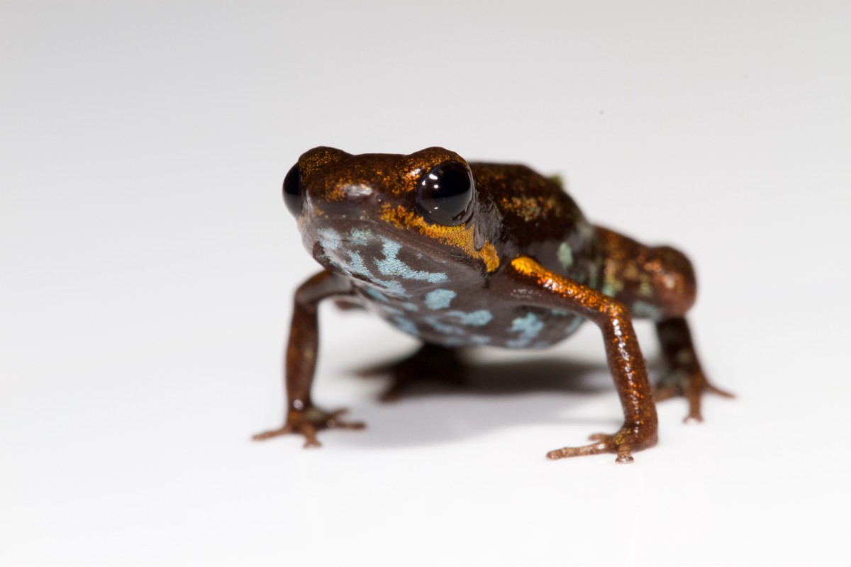 Andinobates minutus