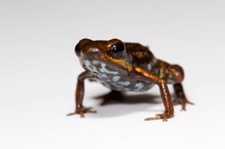 Andinobates minutus