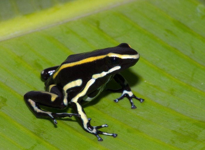 Dendrobates truncatus