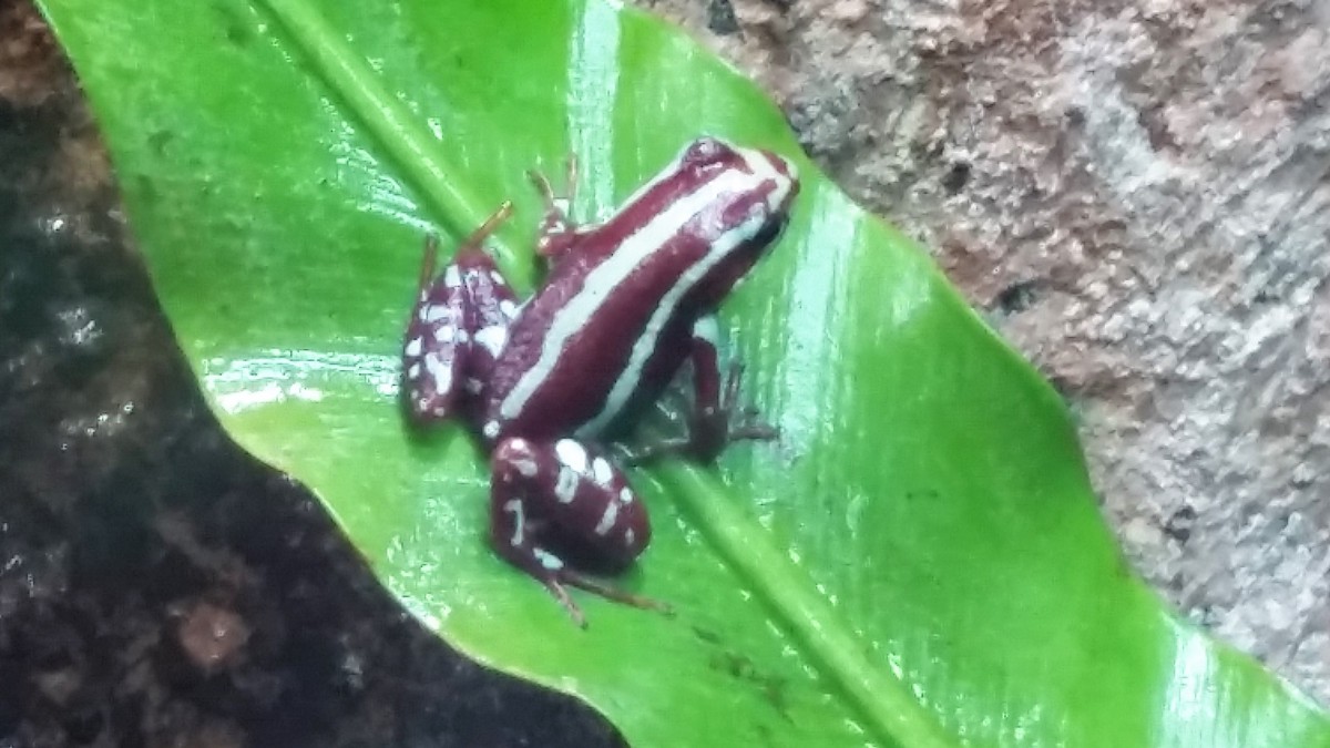 Epipedobates anthonyi
