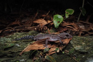 Goniurosaurus hainanensis