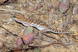 Paroedura picta