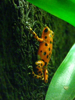 Excidobates mysteriosus