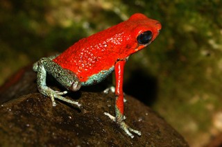 Oophaga granulifera