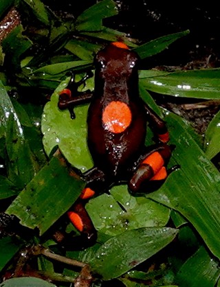 Oophaga histrionica
