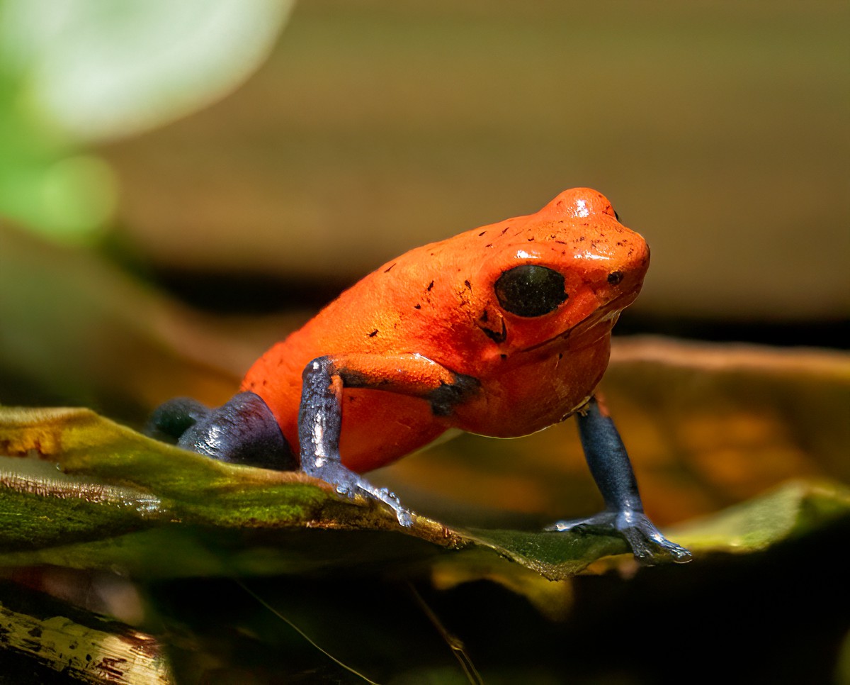 Oophaga pumilio
