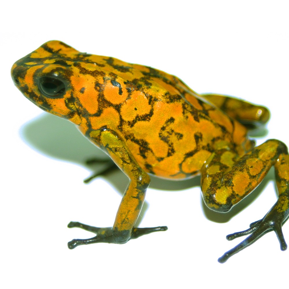 Oophaga sylvatica