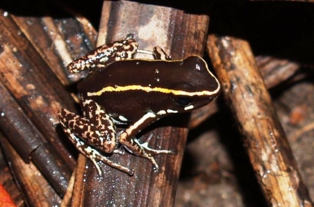 Phyllobates lugubris