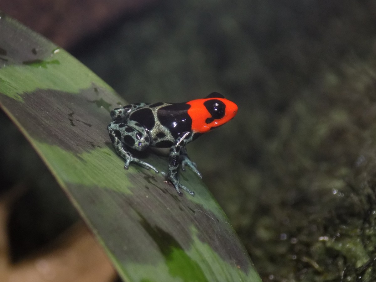 Ranitomeya benedicta