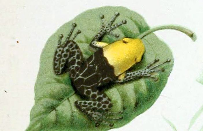 Ranitomeya fantastica
