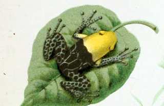 Ranitomeya fantastica