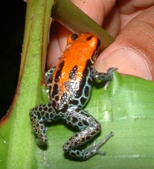 Ranitomeya reticulata