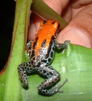 Ranitomeya reticulata