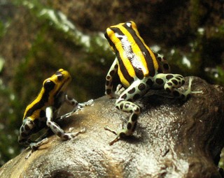 Ranitomeya sirensis