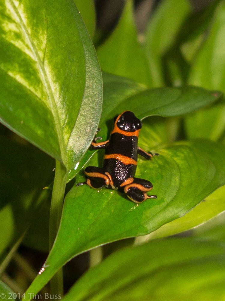 Ranitomeya summersi