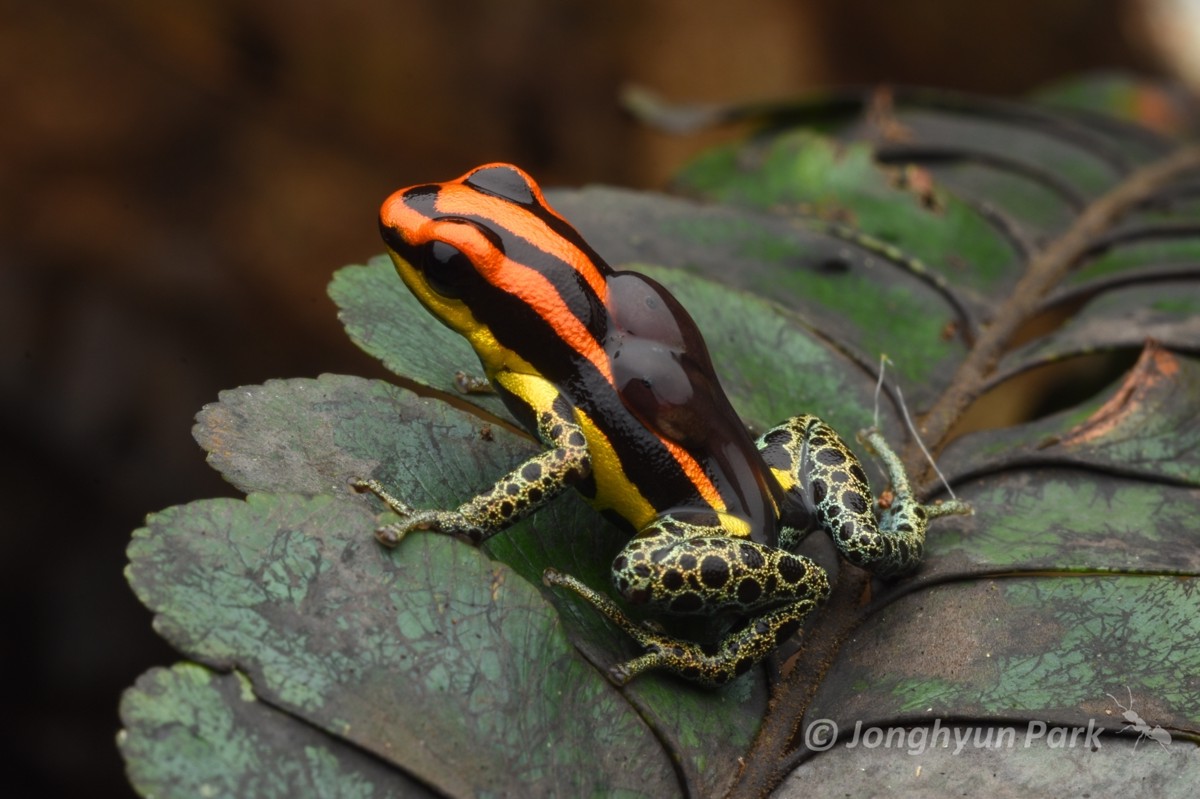 Ranitomeya uakarii