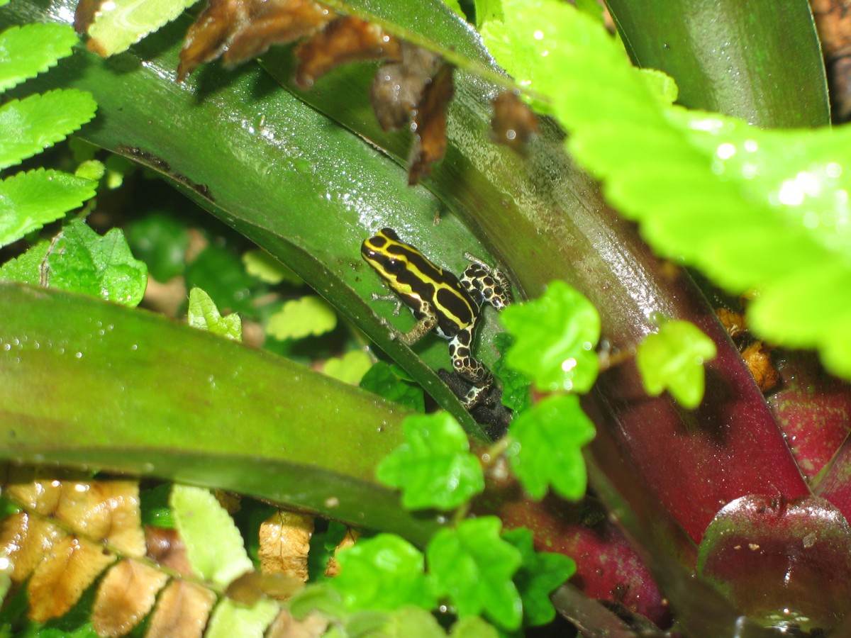 Ranitomeya variabilis