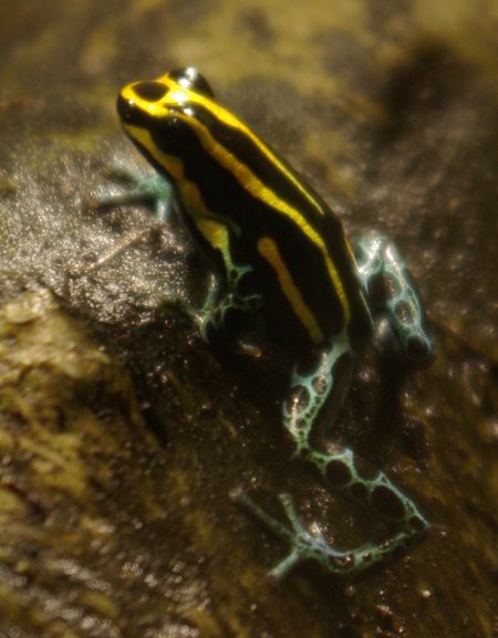 Ranitomeya ventrimaculata