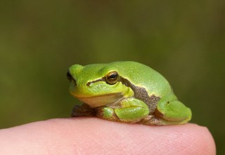 Hyla arborea