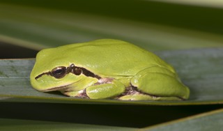 Hyla meridionalis