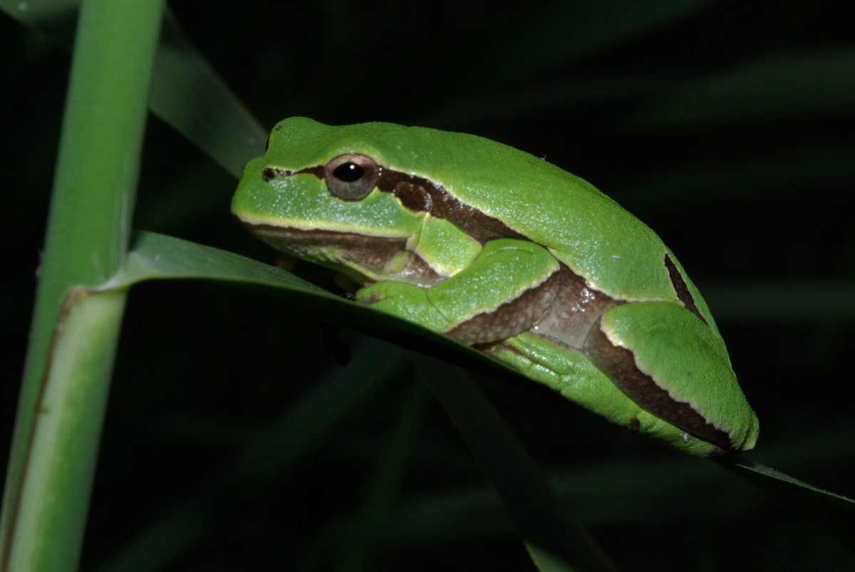 Hyla molleri