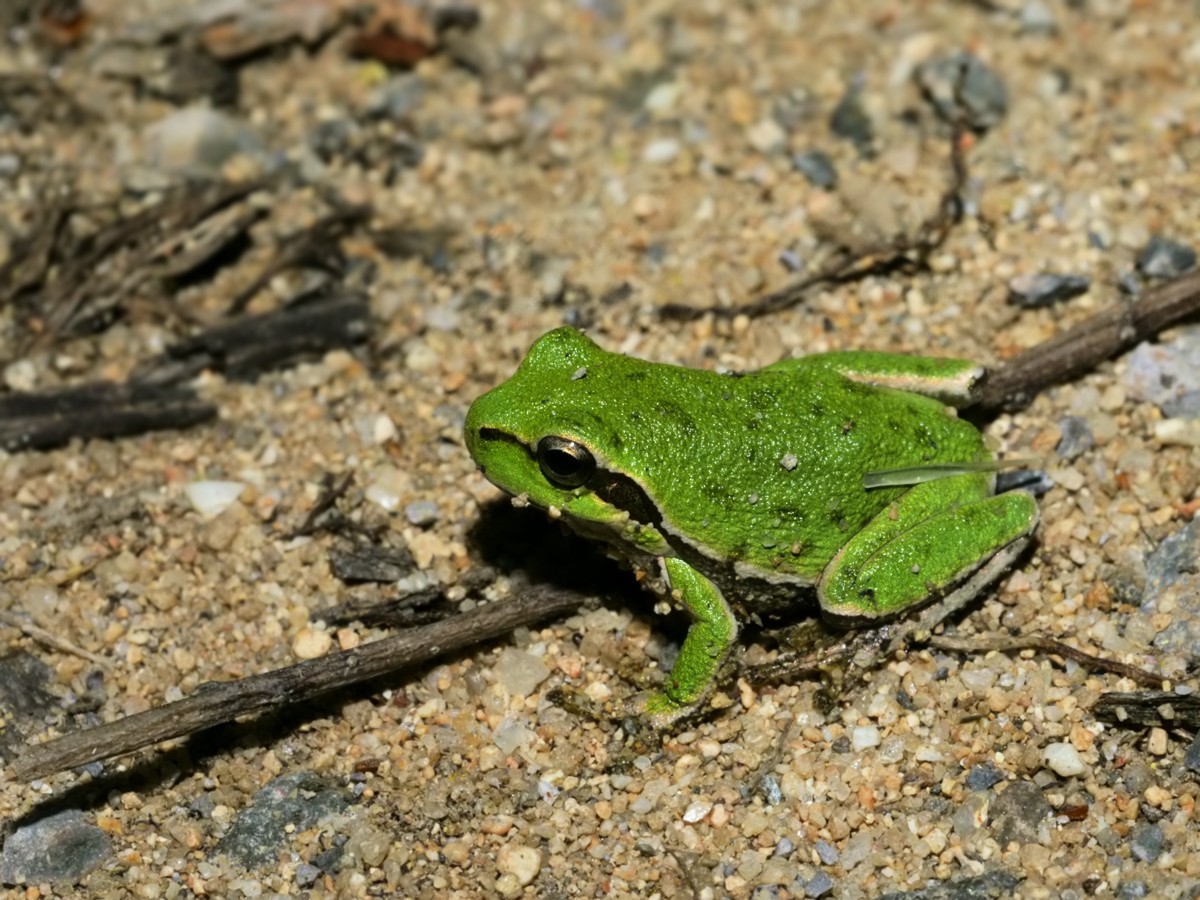 Hyla sarda